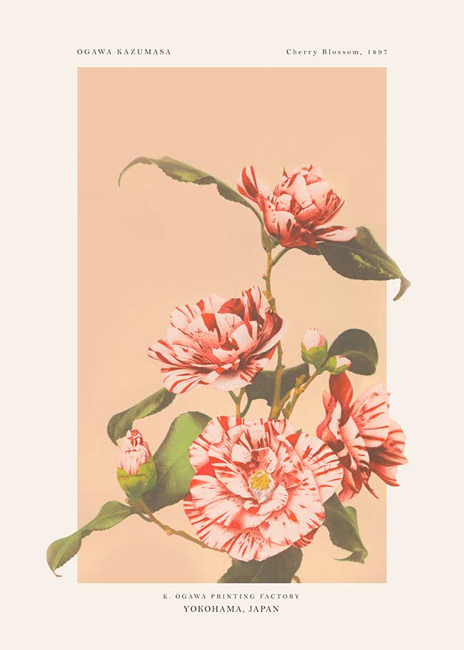Striped Camellias Ogawa Kazumasa Flowers Print