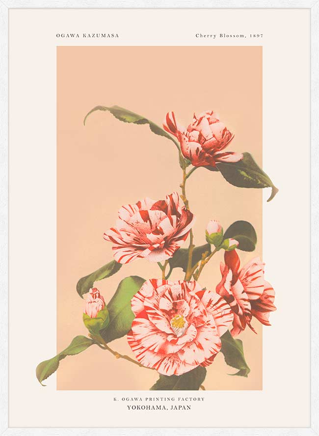 Striped Camellias Ogawa Kazumasa Flowers Print