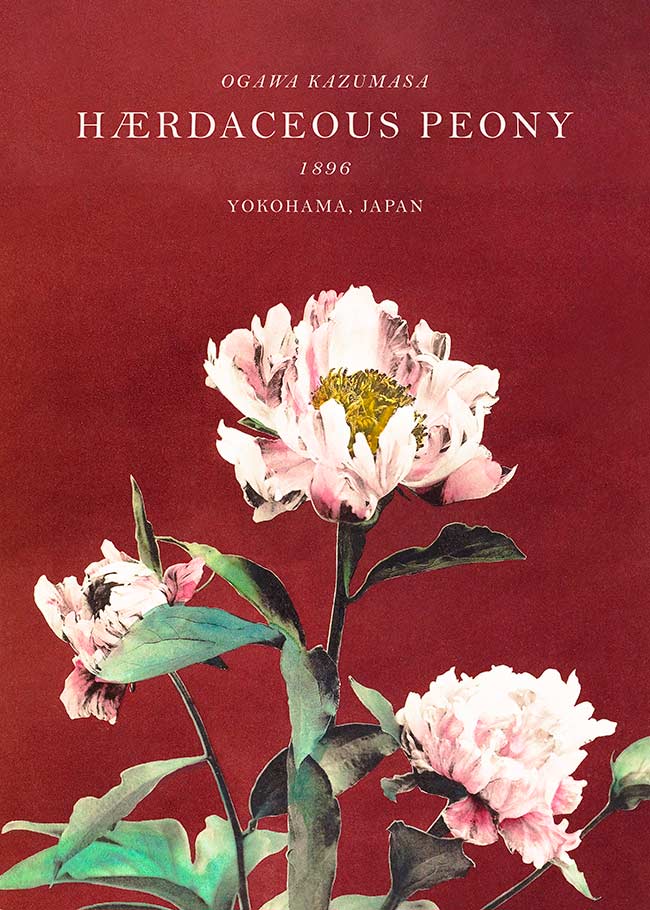 Hærdaceous Peony Ogawa Kazumasa Flowers Print