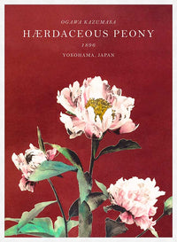Hærdaceous Peony Ogawa Kazumasa Flowers Print
