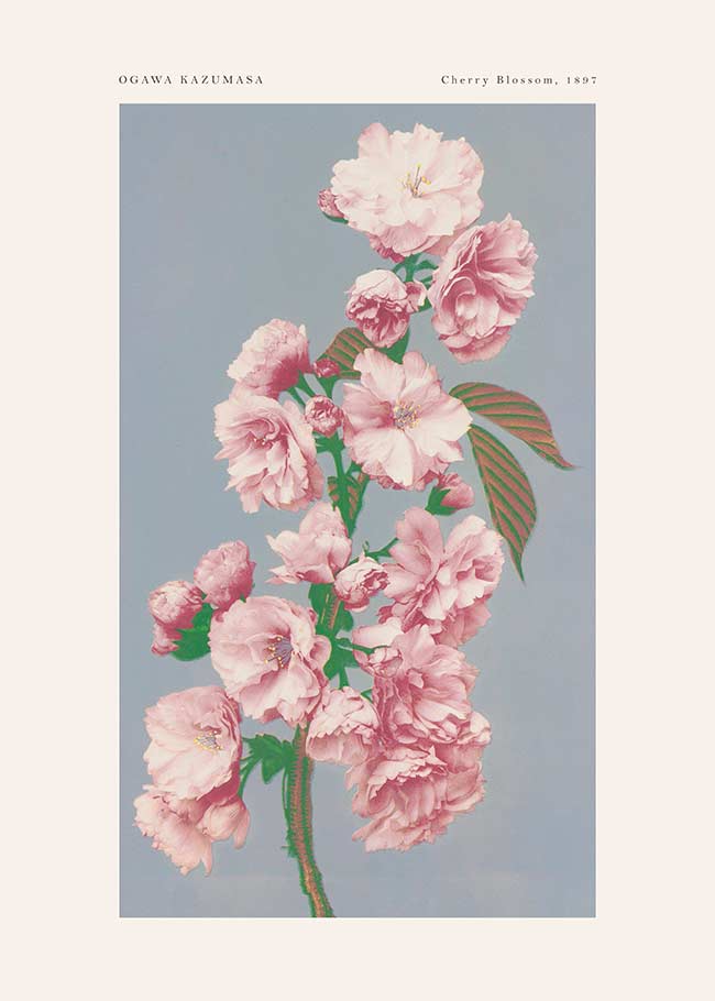Cherry Blossom Ogawa Kazumasa Flowers Print
