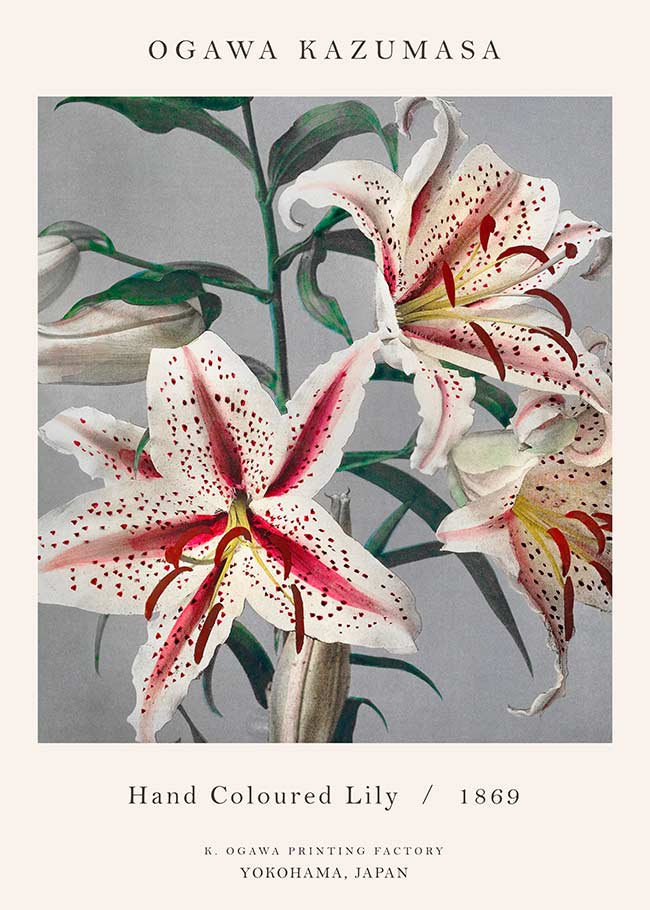 原画　『flower, s.』 1693S.jpg