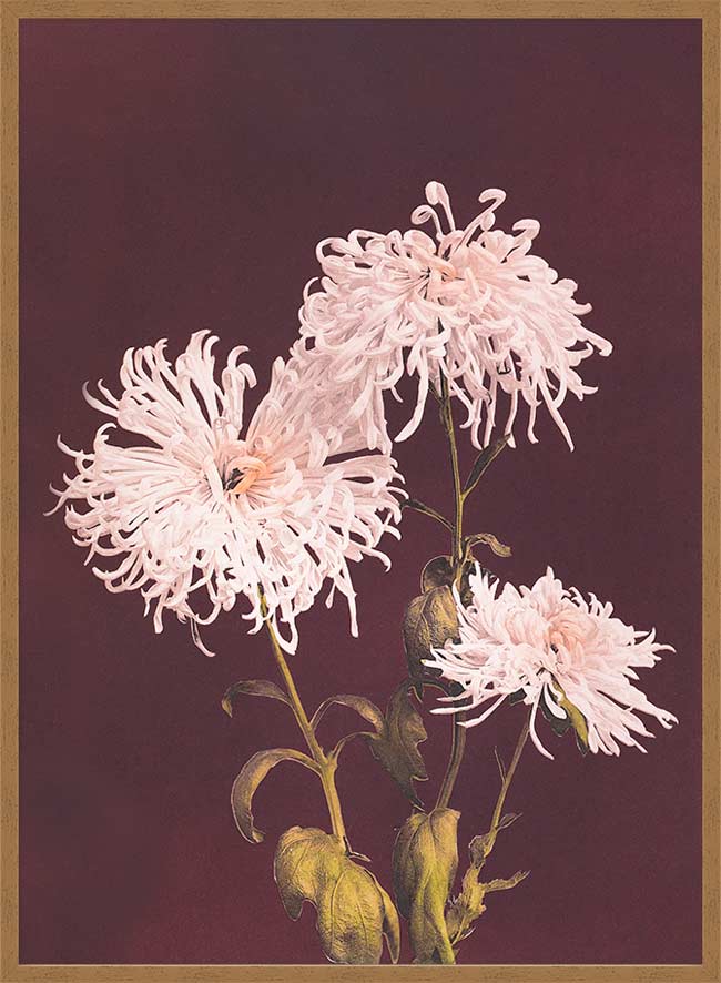 Chrysanthemum Ogawa Kazumasa Flowers Print