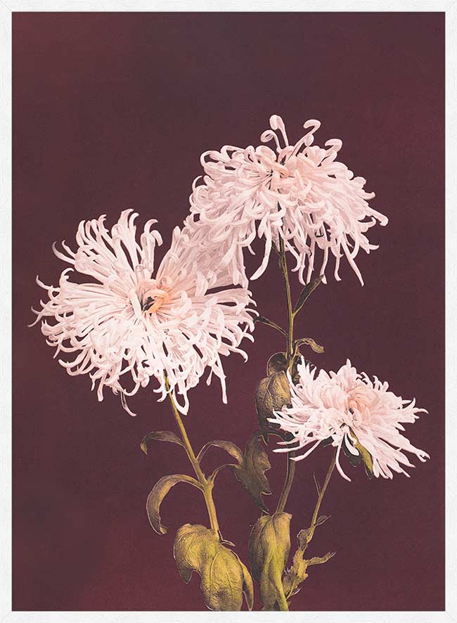 Chrysanthemum Ogawa Kazumasa Flowers Print