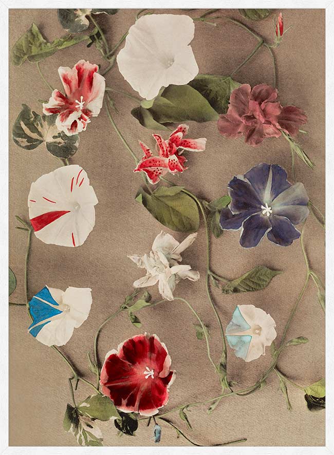 Group of Morning Glories Ogawa Kazumasa Flowers Print