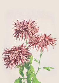 Three Pink Chrysanthemums Ogawa Kazumasa Flowers Print