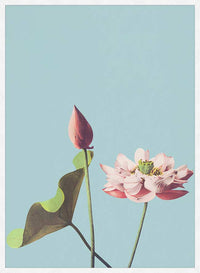 Lotus Flower Ogawa Kazumasa Flowers Print
