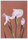 Iris Kaempferi Ogawa Kazumasa Flowers Print