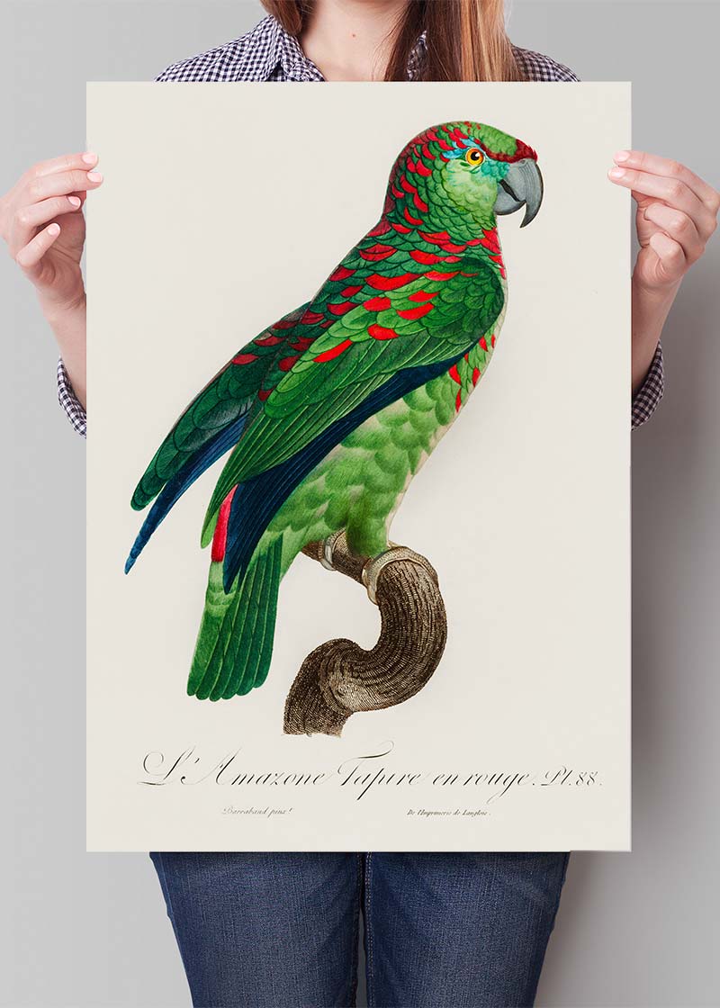 Realistic Colorful Parrot Bird 3d Cockatoo Vector Image, 49% OFF