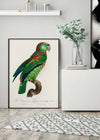 Turquoise Fronted Amazon Parrot Bird Print