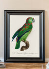 Turquoise Fronted Amazon Parrot Bird Print