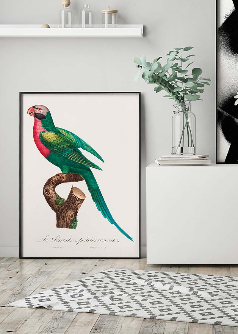 Red Breasted Parakeet Parrot Bird Print