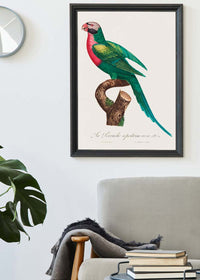 Red Breasted Parakeet Parrot Bird Print