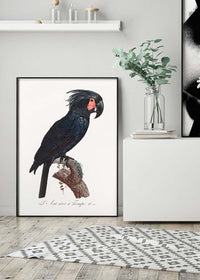 Palm Cockatoo Parrot Bird Print
