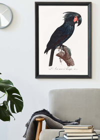 Palm Cockatoo Parrot Bird Print