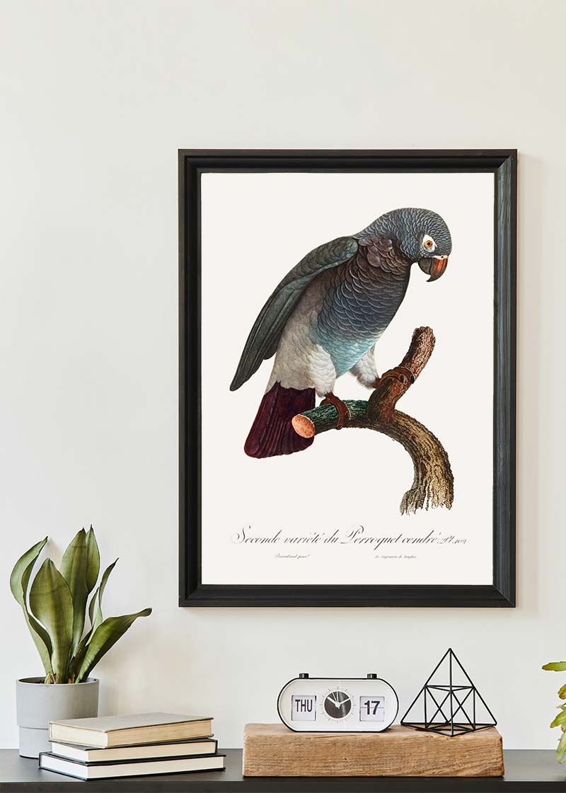 Grey Parrot Bird Print