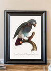 Grey Parrot Bird Print