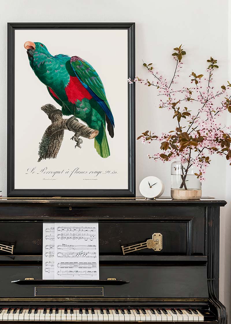 Eclectus Parrot Bird Print