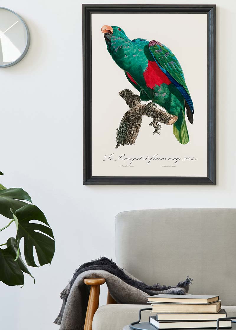 Eclectus Parrot Bird Print