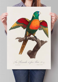 Blue Headed Parrot Bird Print