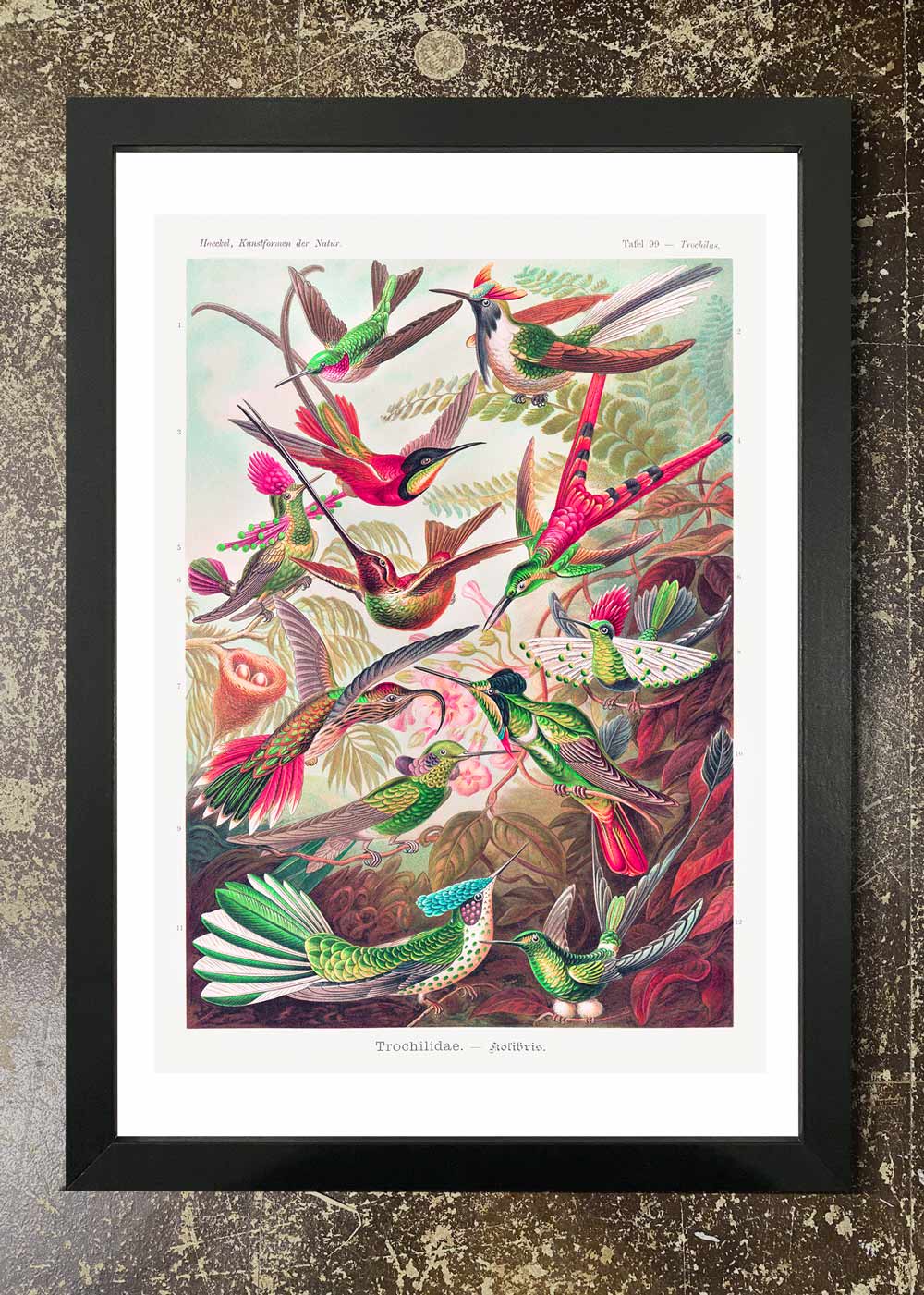 Tropical Birds - Framed 21x30cm Print