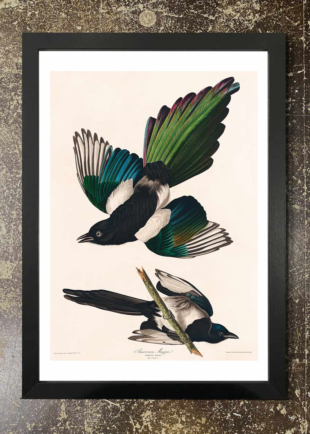 Magpies - Framed 21x30cm Print
