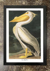 White Pelican - Framed 21x30cm Print