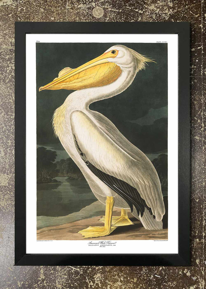 White Pelican - Framed 21x30cm Print