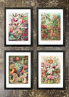 4 Framed 21x30cm Prints - Tropical Birds, Mushroom Forest, Actinia, Orchidea