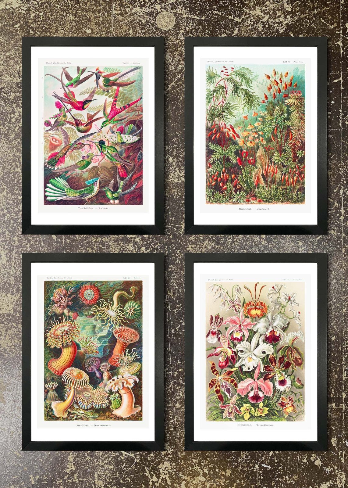 4 Prints & Frames - Tropical Birds, Mushroom Forest, Actinia, Orchidea