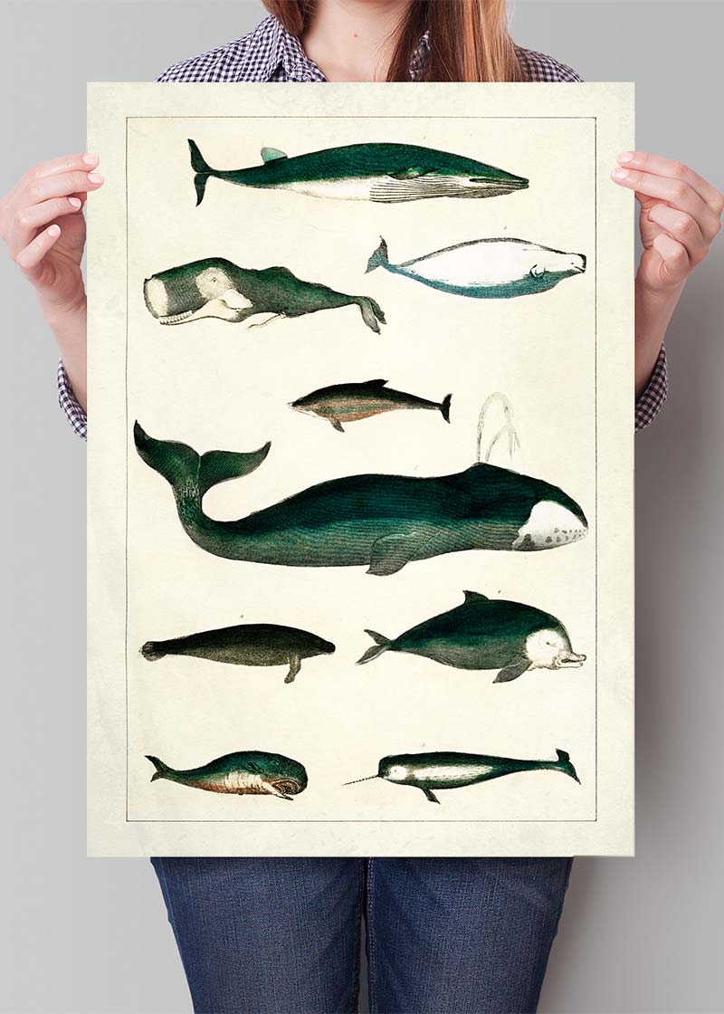 Vintage Whales Poster