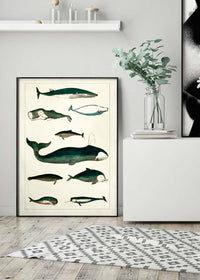 Vintage Whales Poster