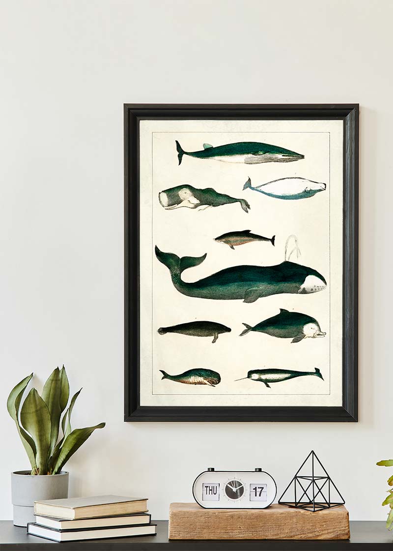 Vintage Whales Poster