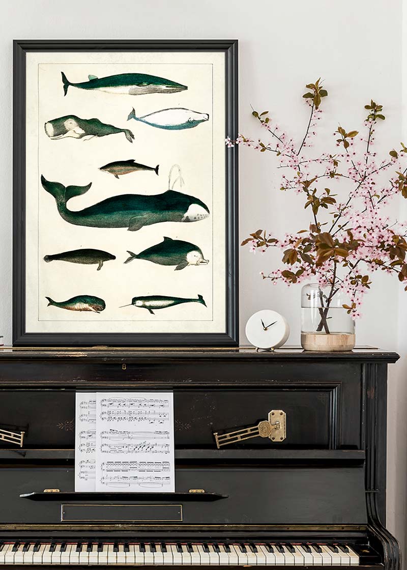 Vintage Whales Poster