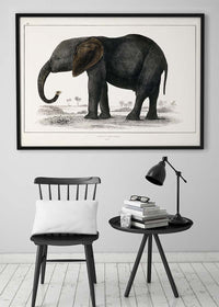Vintage Dark Grey Elephant 1848 by Oliver Goldsmith