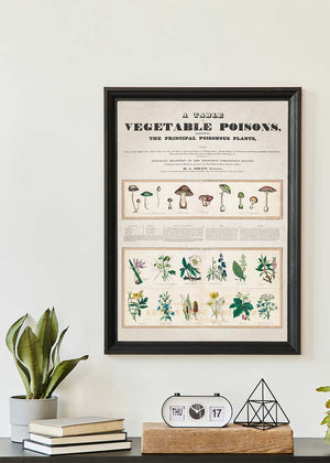 Table of vegetable poisons vintage chart