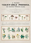 Table of vegetable poisons vintage chart