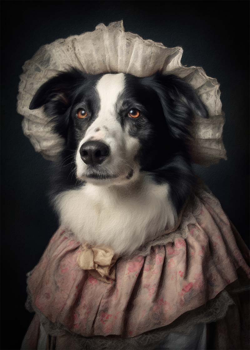 Border Collie Dog Portrait Print