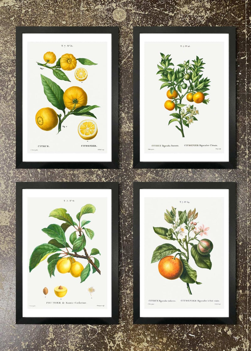 4 Framed 21x30cm Prints - Citrus Branches