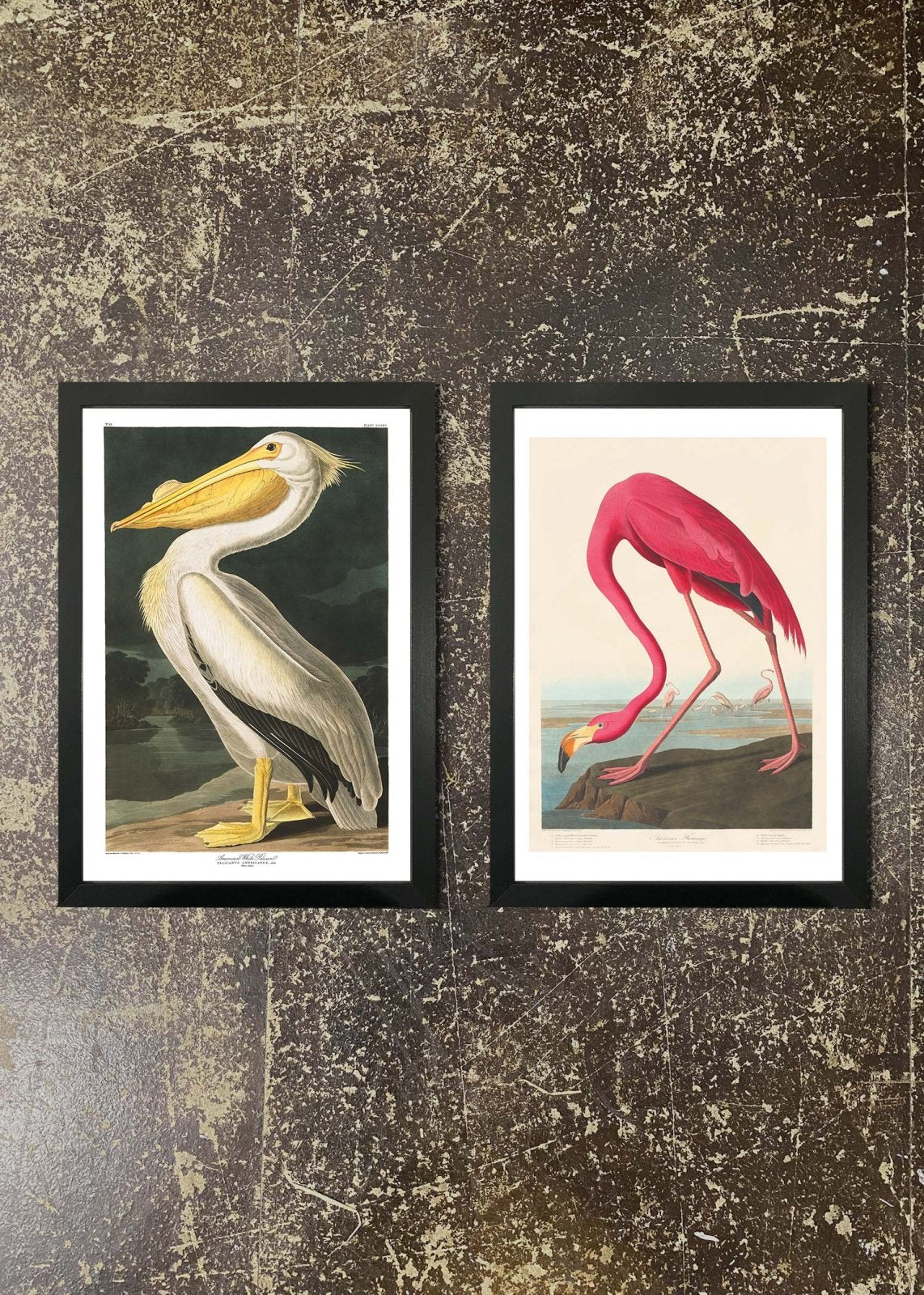 2 Framed 21x30cm Prints - Pelican & Flamingo