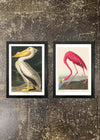 2 Prints & Frames - Pelican & Flamingo
