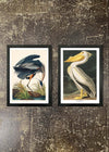 2 Framed 21x30cm Prints - Blue Heron & Pelican