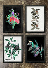 4 Prints & Frames - Twisted Botanical Prints
