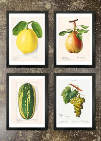 4 Framed 21x30cm Prints - Large Fruit Prints
