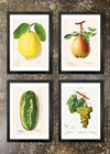 4 Prints & Frames - Large Fruit Prints