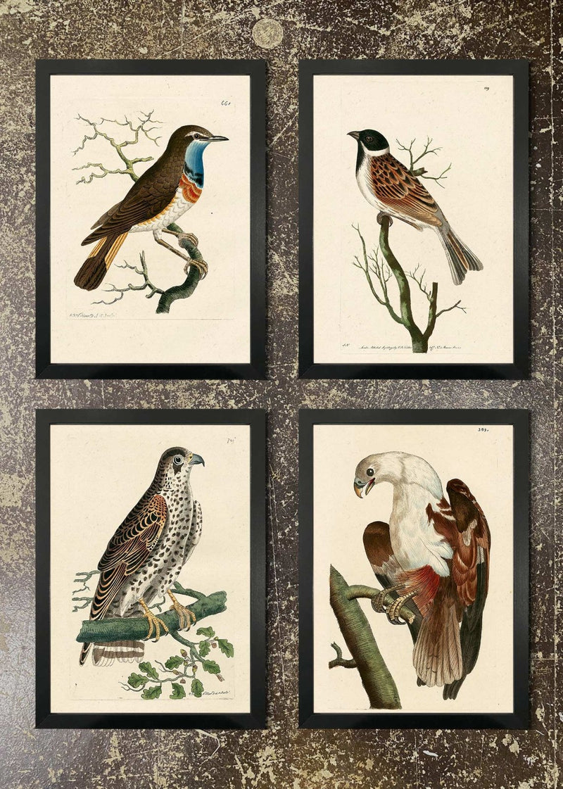 4 Framed 21x30cm Prints - Redbreast, Eagle, Falcon, Grossbeak