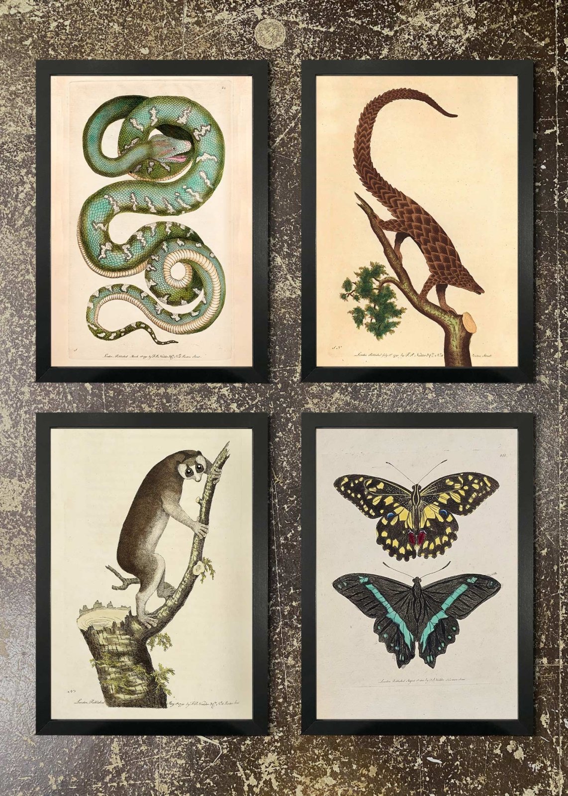 4 Framed 21x30cm Prints - Lemur, Butterflies, Pangolin, Boa