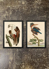 2 Prints & Frames - KINGFISHER & EAGLE BY SHAW & NODDER