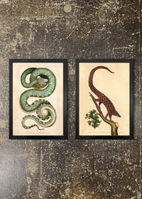 2 Prints & Frames - PANGOLIN & BOA BY SHAW & NODDER