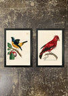 2 Prints & Frames - Chatterer & Manakin